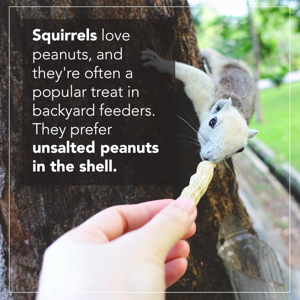 Raw Peanuts 50 LBS Q317844