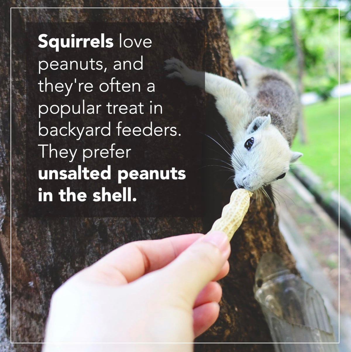 Raw Peanuts 50 LBS Q317844