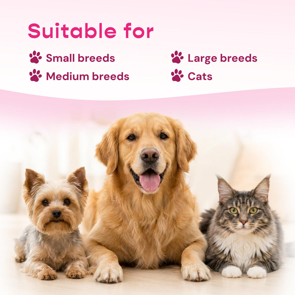 Liquid Pet Supplement with Astragalus, Elderberry, Echinacea & Beta Glucan, 2 fl oz O35374