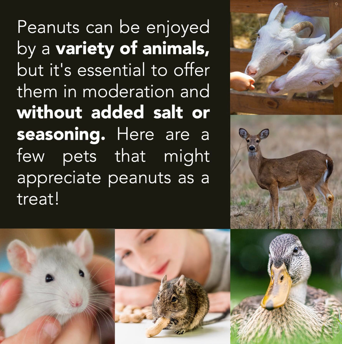 Raw Peanuts 50 LBS Q317844