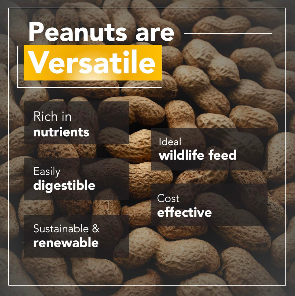 Raw Peanuts 50 LBS Q317844